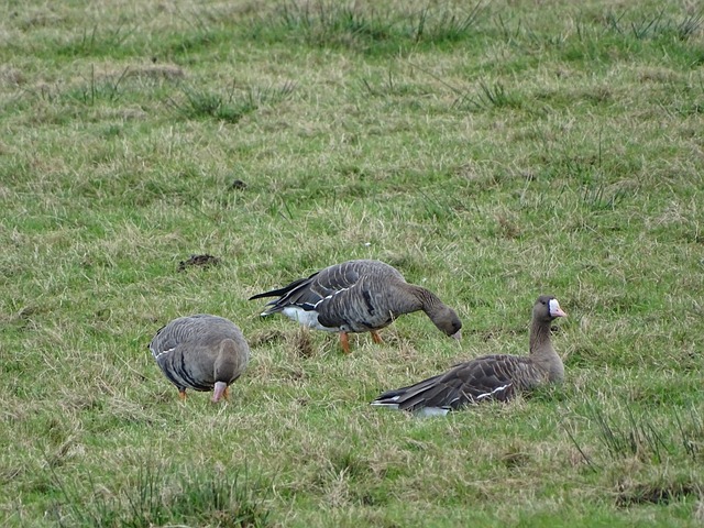 却成为他 却成为他