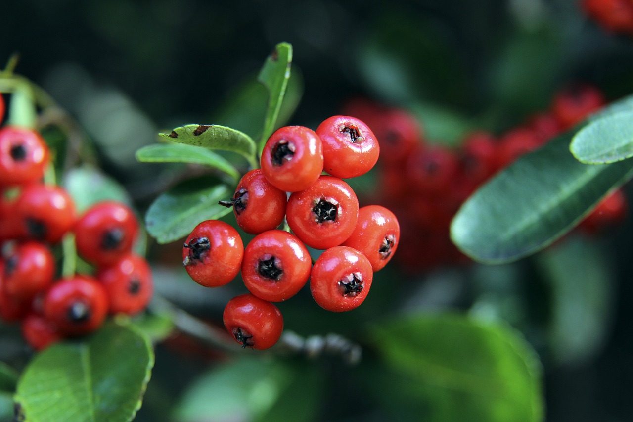 的篮球天赋 的篮球天赋